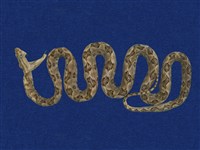 藏品(龜殼花)的圖片